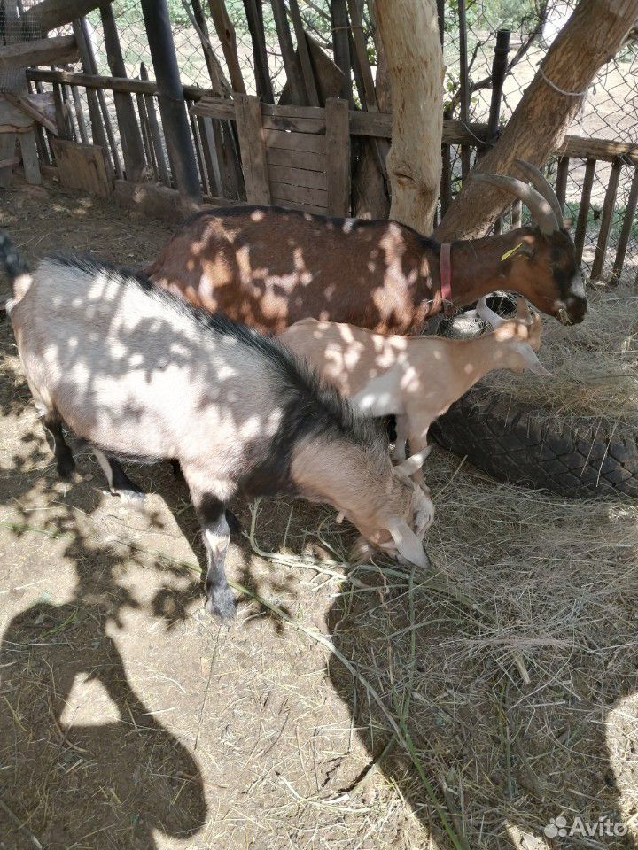 Корова телёнок Козы Ослица купить на Зозу.ру - фотография № 9