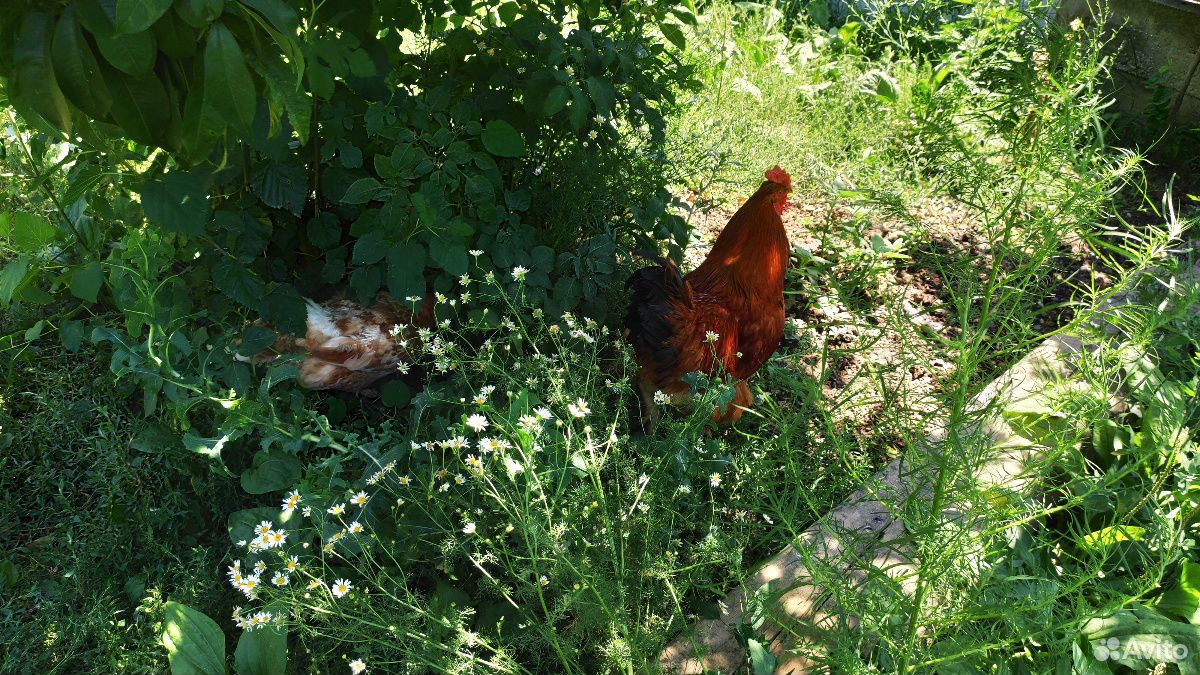 2 петуха 2 курица купить на Зозу.ру - фотография № 2
