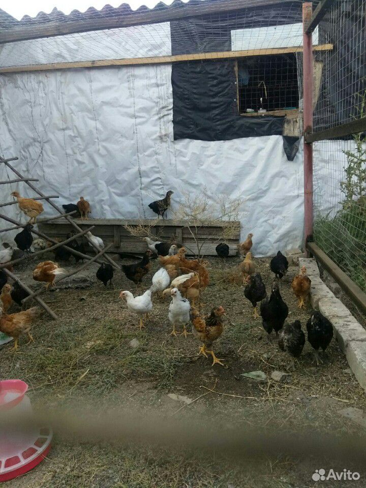Цыплята подросшие купить на Зозу.ру - фотография № 3