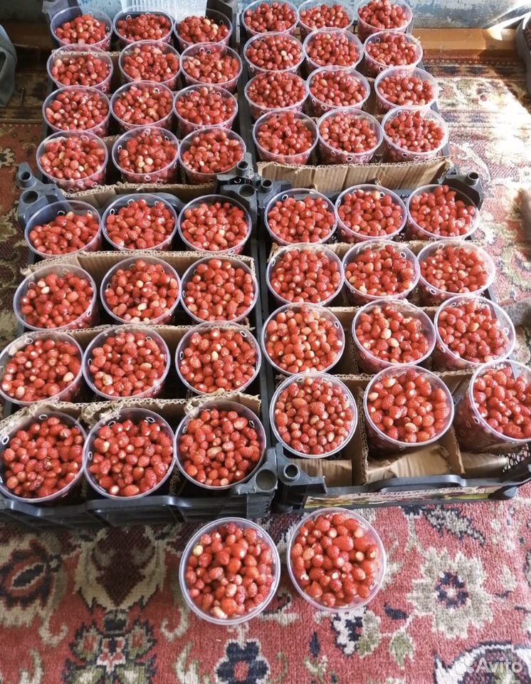Грибы,ягоды купить на Зозу.ру - фотография № 2