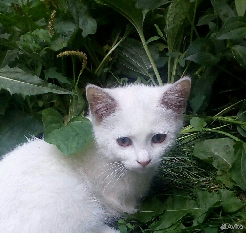Котёнок (девочка) купить на Зозу.ру - фотография № 1