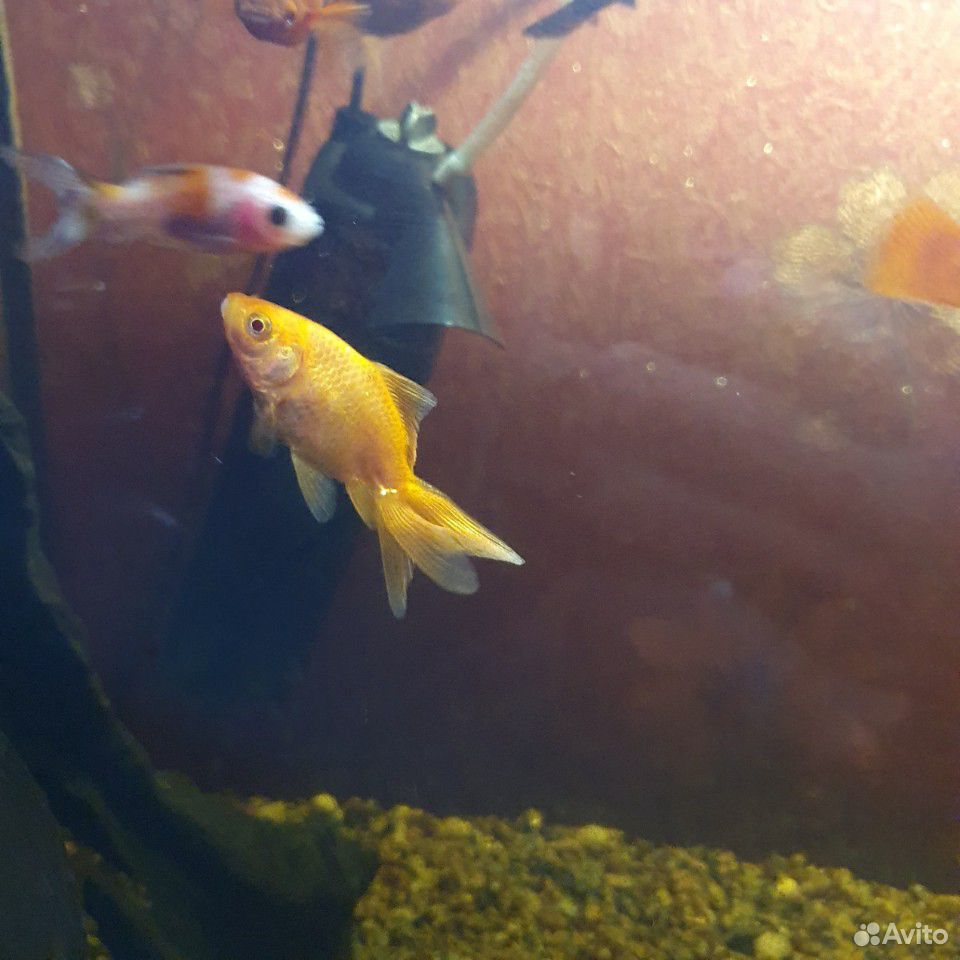 Золотые рыбки,рыбки кои купить на Зозу.ру - фотография № 8