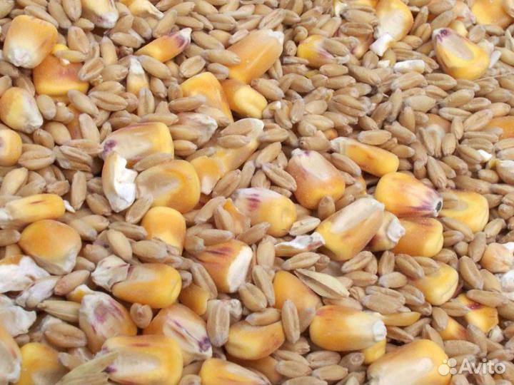 Зерно Пшеница Кукуруза купить на Зозу.ру - фотография № 1