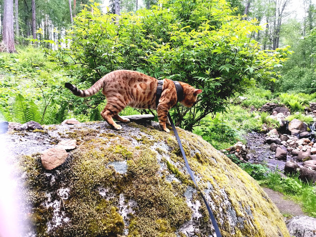 Бенгальский кот. Вязка купить на Зозу.ру - фотография № 5