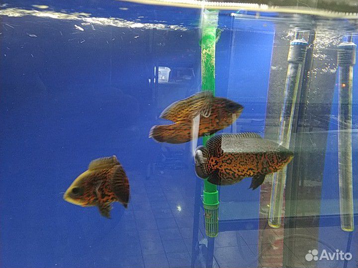 Рыбки для аквариума купить на Зозу.ру - фотография № 2