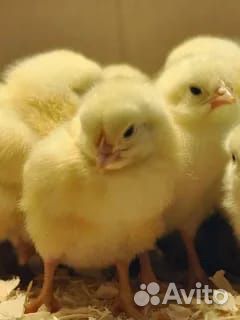 Продам цыплят Бройлера купить на Зозу.ру - фотография № 1