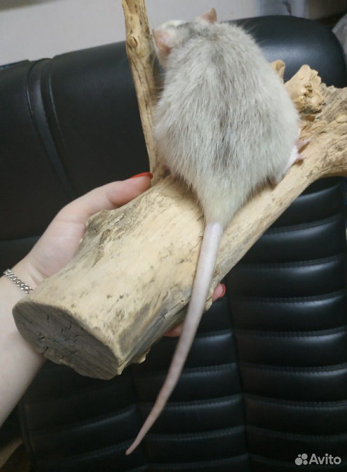 Очень умная, ласковая крыса. окрас Хаски купить на Зозу.ру - фотография № 4