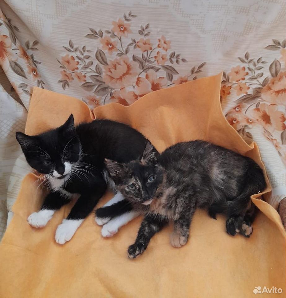 Пёстрые котята в добрые руки купить на Зозу.ру - фотография № 4