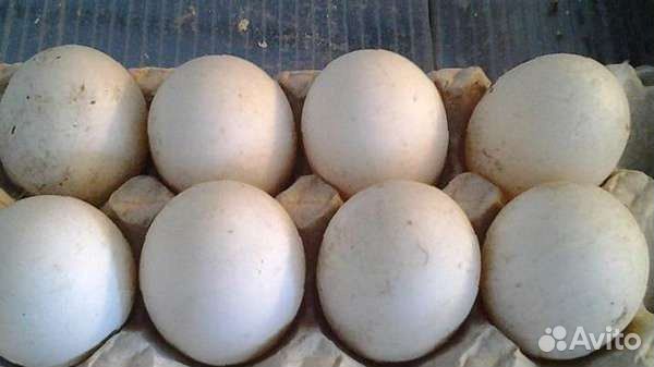 Продам яицо Домашние куриные, утиные купить на Зозу.ру - фотография № 1