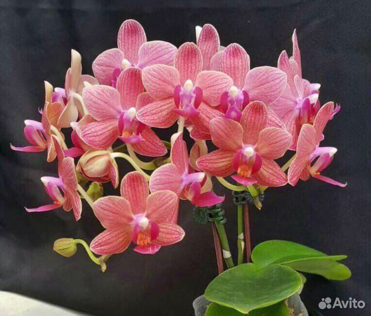 Орхилея фаленопсис P. (Sogo Viven x Caribbean Suns купить на Зозу.ру - фотография № 1