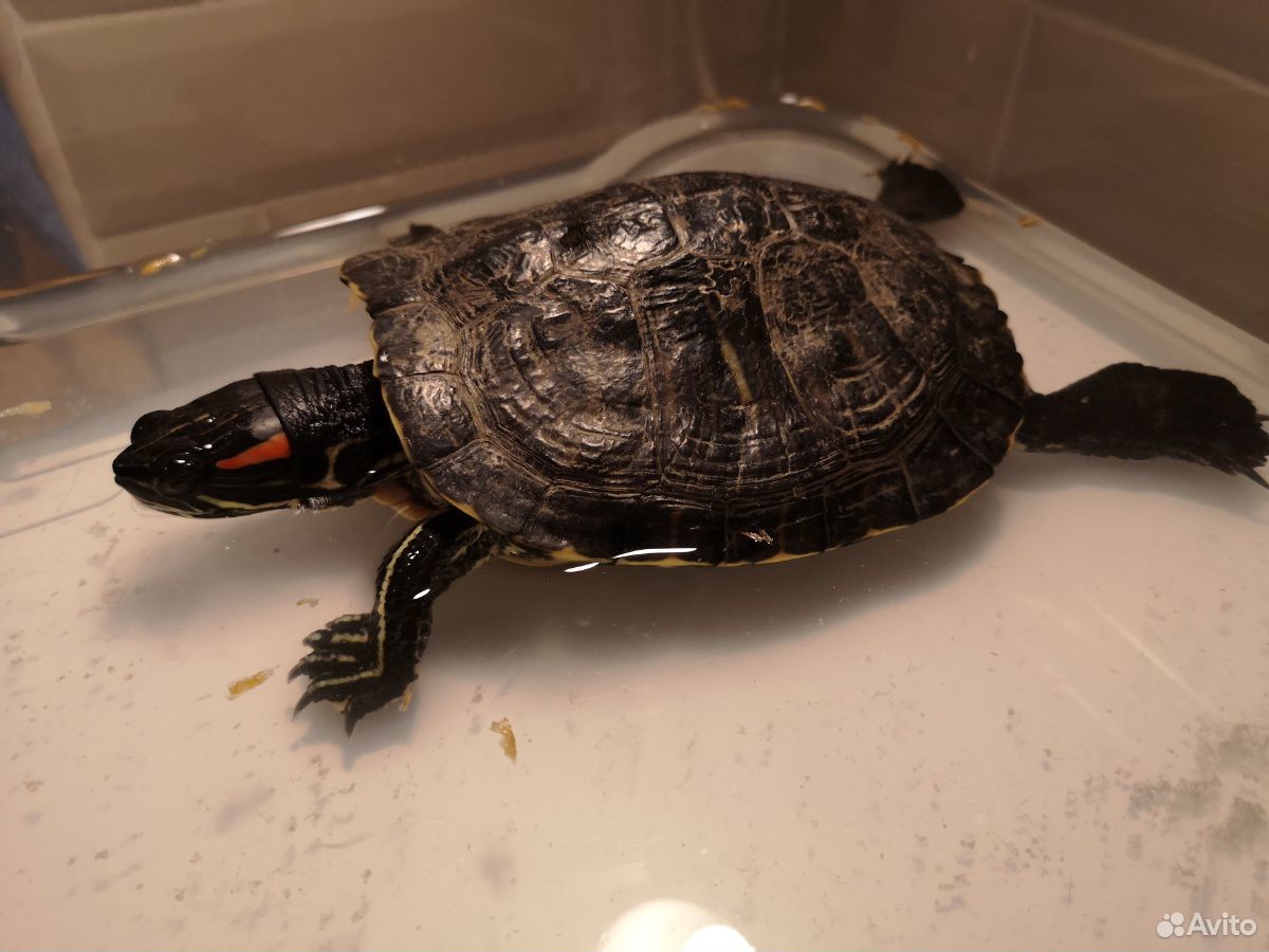 Черепаха красноухая бесплатно 15 см купить на Зозу.ру - фотография № 1