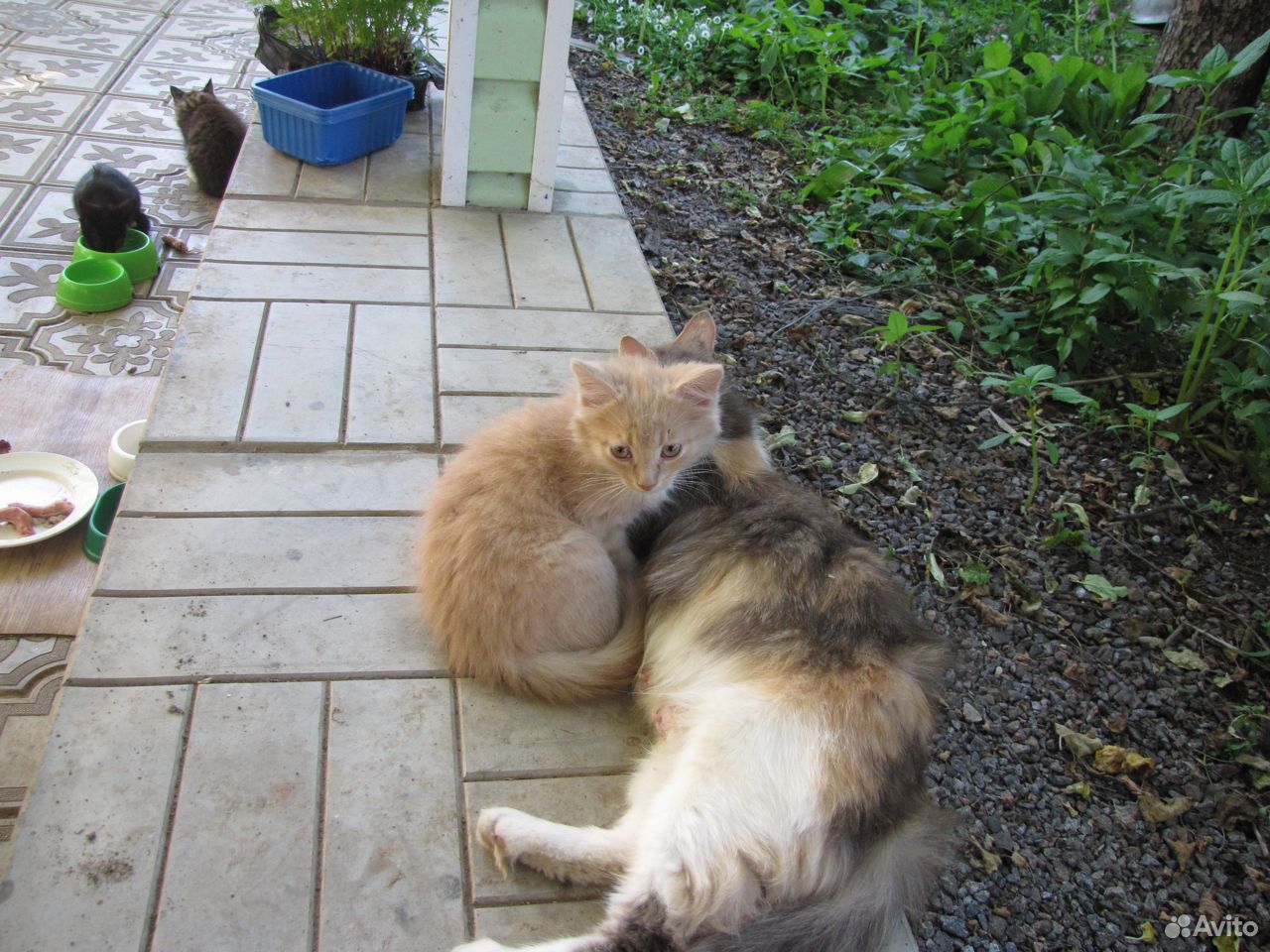 Котейки ищут заботливых друзей купить на Зозу.ру - фотография № 4