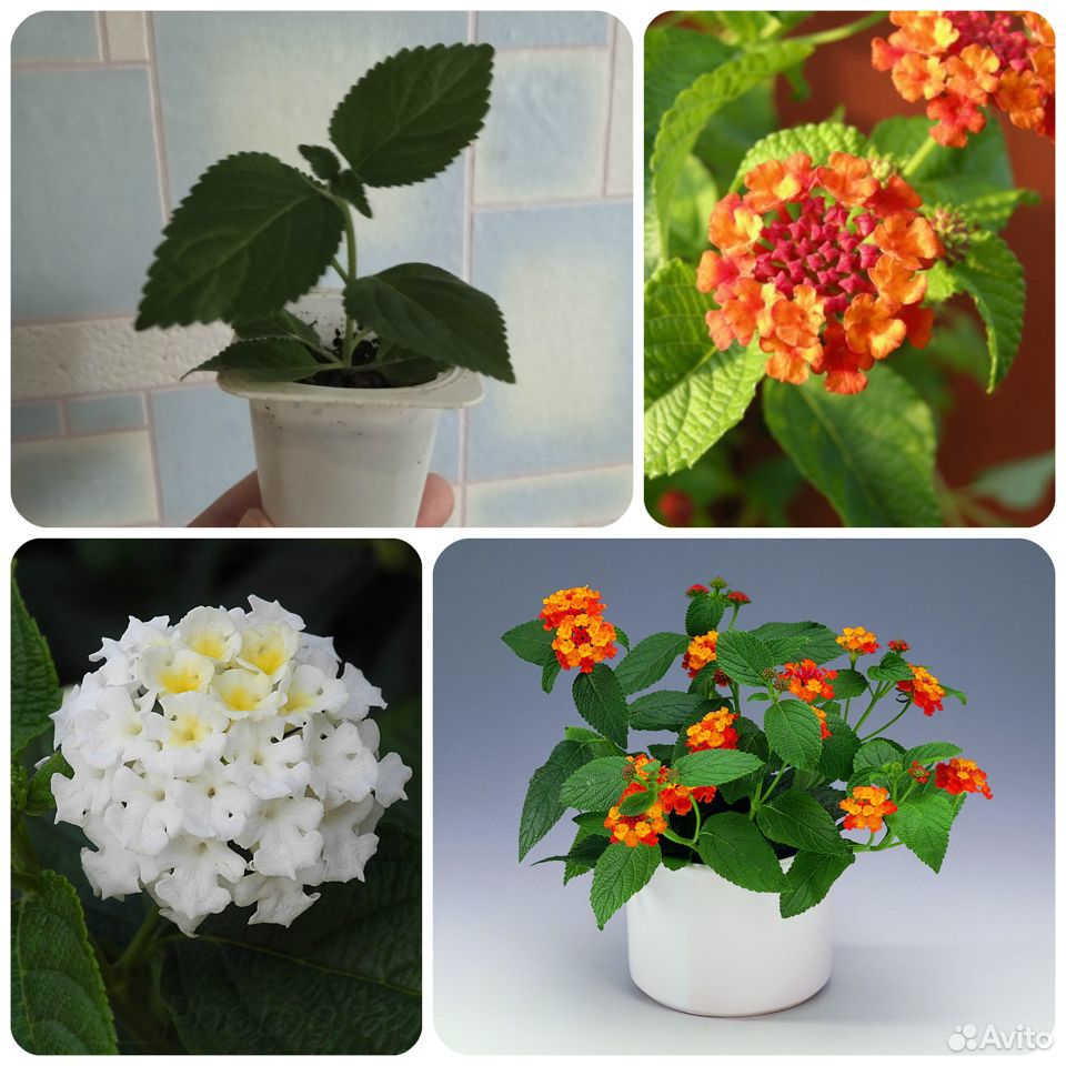 Комнатные цветы - 1 купить на Зозу.ру - фотография № 6