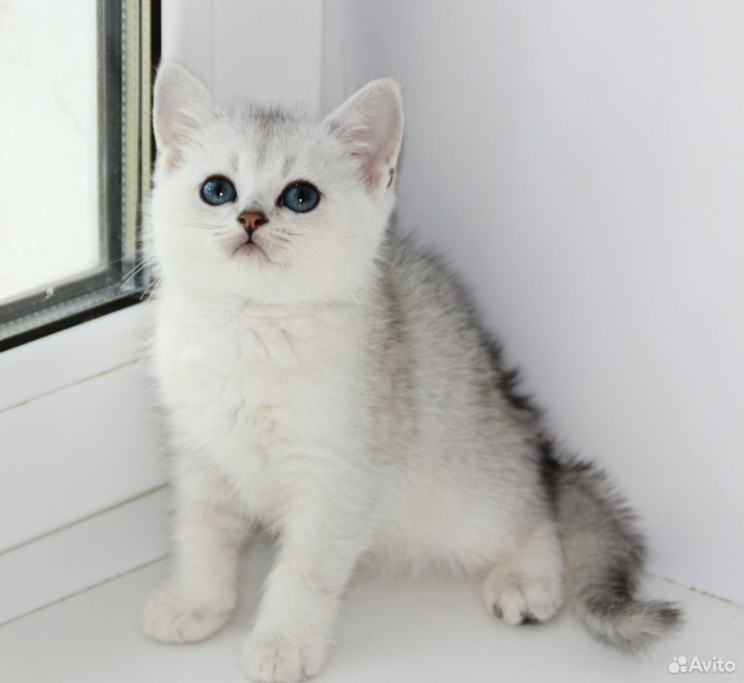 Зеленоглазые британские котята ) купить на Зозу.ру - фотография № 2