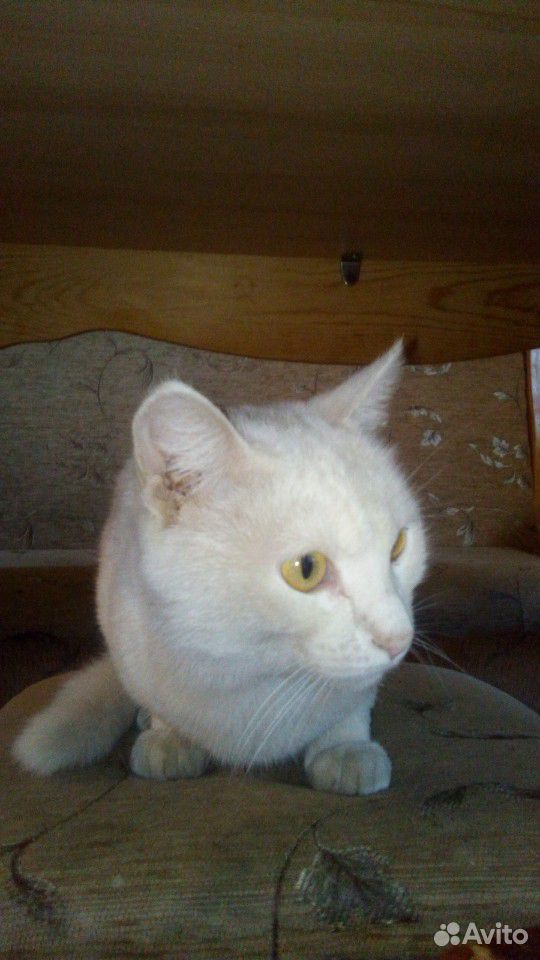 Кот чисто белый купить на Зозу.ру - фотография № 1