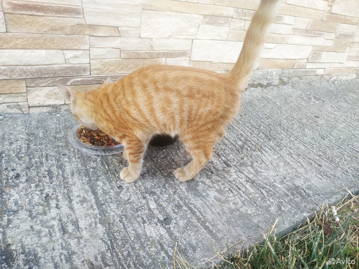 Рыжий котенок купить на Зозу.ру - фотография № 5