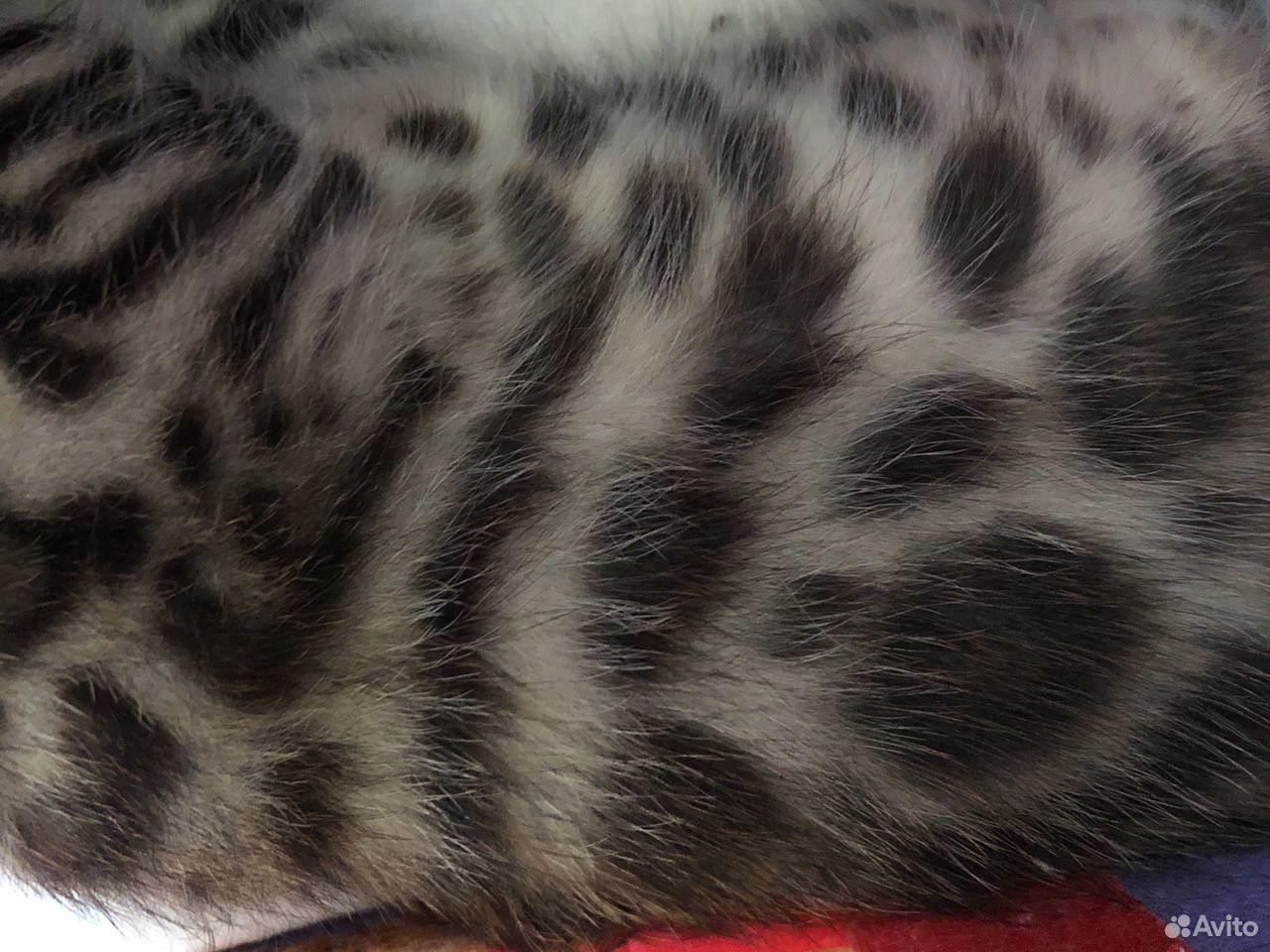 Бенгальский котёнок купить на Зозу.ру - фотография № 3