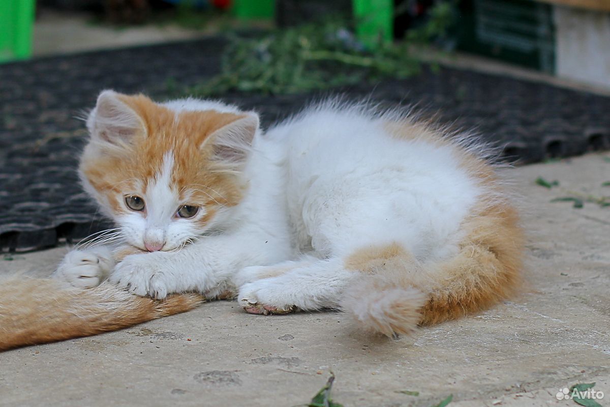 Кошечка белая с рыжим 3 месяца купить на Зозу.ру - фотография № 3
