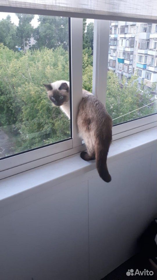 Сиамский кот потерян купить на Зозу.ру - фотография № 2