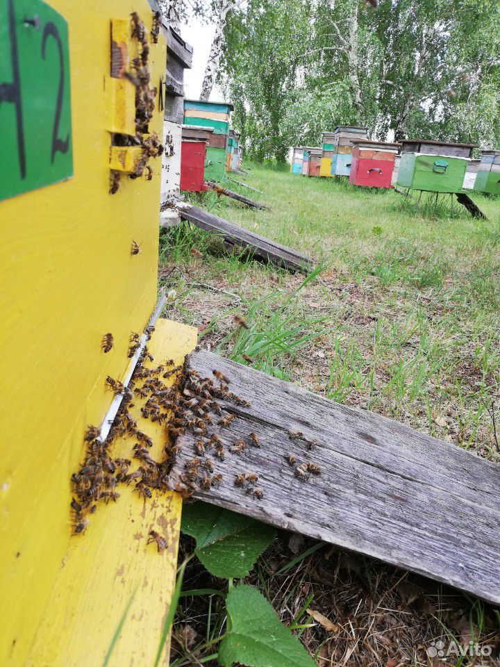 Мёд купить на Зозу.ру - фотография № 5