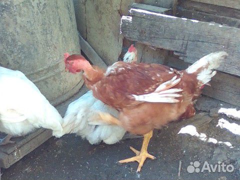 Цыплята Французской голошейки купить на Зозу.ру - фотография № 3