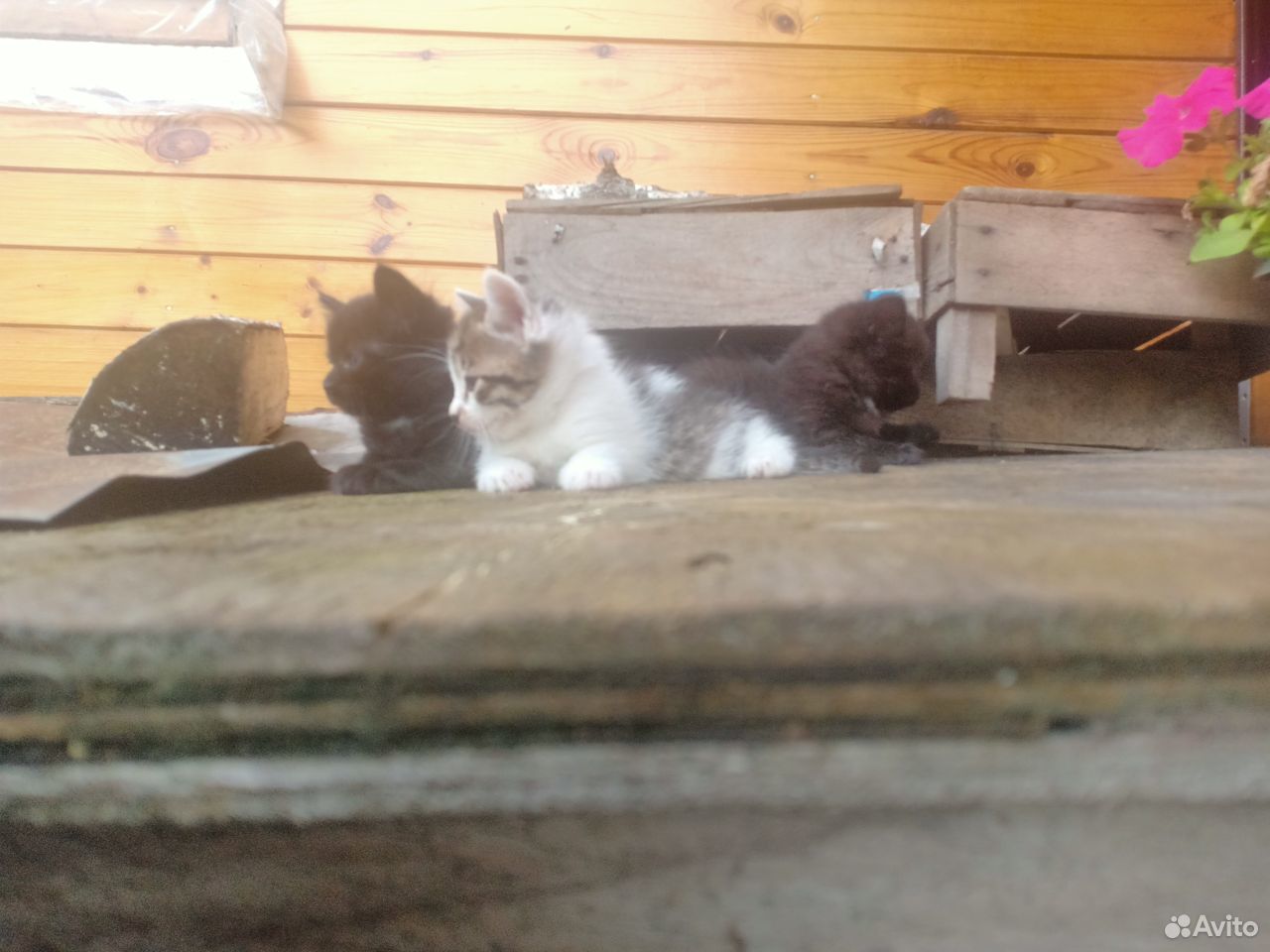 Котята ждут своих хозяев купить на Зозу.ру - фотография № 2