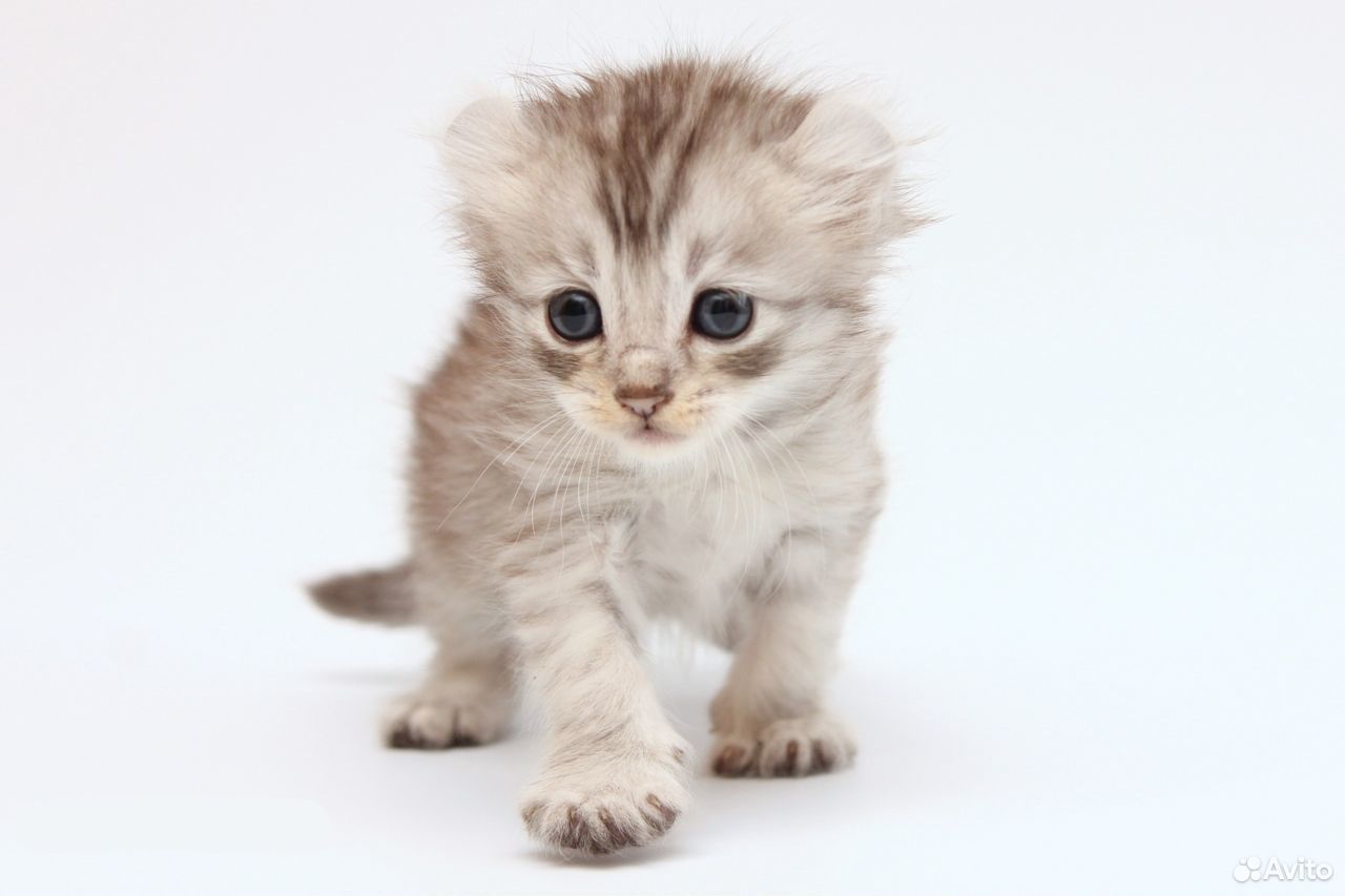 Котенок редкой породы американский кёрл купить на Зозу.ру - фотография № 3