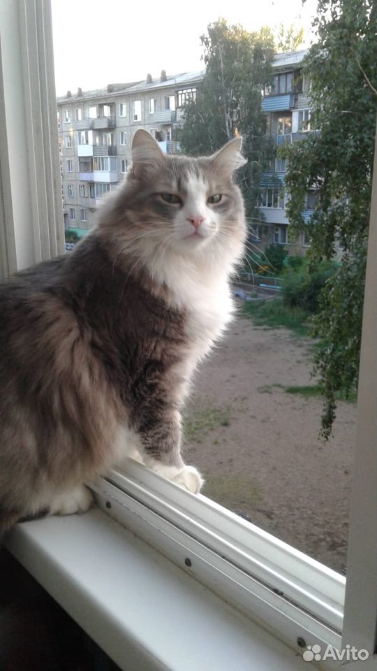 Молодой сибирский кот ищет дом купить на Зозу.ру - фотография № 1