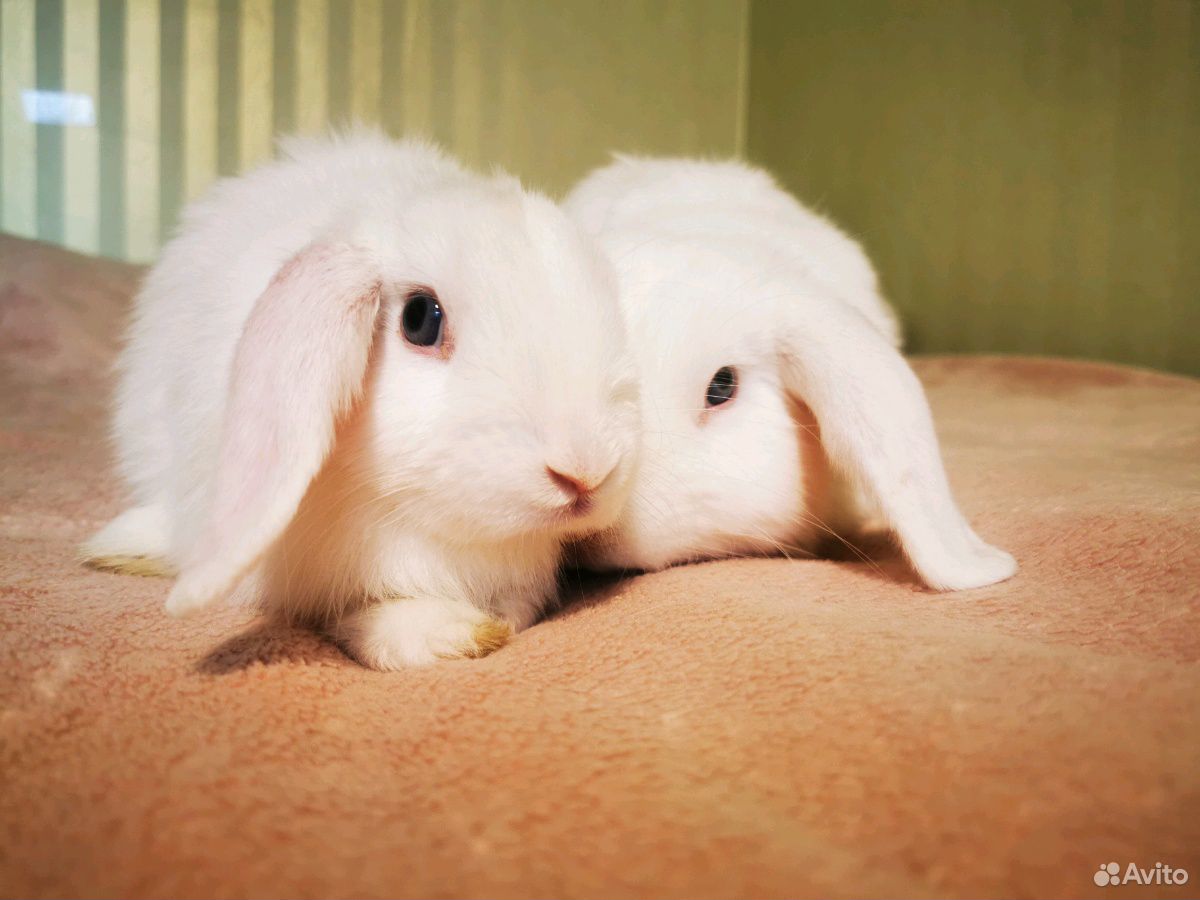 Пара кроликов для фотосессии купить на Зозу.ру - фотография № 2