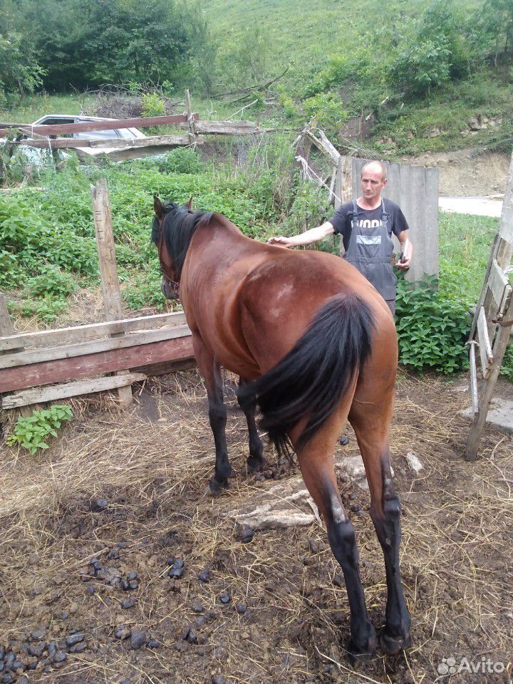 Конь трудяга,работяга купить на Зозу.ру - фотография № 2