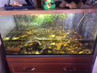 Красноухие черепахи с аквариумом на 100 литров объявление продам