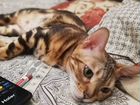 Продаётся бенгальская кошка объявление продам