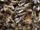 Пчёлы объявление продам