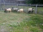 Овцы романовской 5 штук 4 овцы и баран цена за все объявление продам