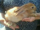 Новозеландские крольчата объявление продам
