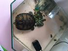 Черепаха с аквариумом объявление продам