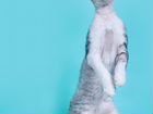 Снежный Барс котёнок породы девон рекс объявление продам