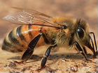 Пчелы- Пчелопакеты породы Карпатка- Карника объявление продам