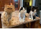 Стрижка кошек и котов объявление продам