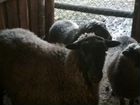 Овца с ягнятами объявление продам