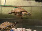 Черепаха с черепашником объявление продам