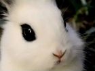 Кролик Мульчеровый объявление продам