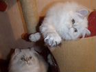 Персидские котята Норис, Елизавета, Александра объявление продам