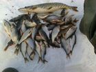Рыбалка в Карелии летом и зимой объявление продам