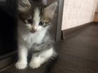 Котята сибирские (1 месяц) объявление продам