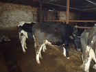 Дойные коровы порода черно пестрая от фермера объявление продам