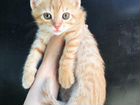 Котятя-красавцы объявление продам