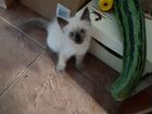 Балинезийский котенок объявление продам
