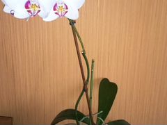 Орхидея фаленопсис в цвету h 65 см