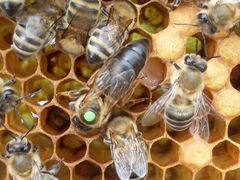 Пчеломатки: Карпатка, Бакфаст